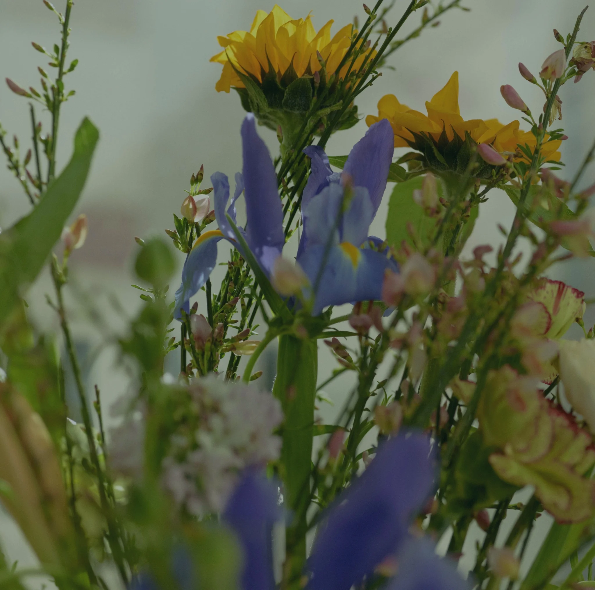Pour souhaiter Bonne Fête, les plus belles fleurs livrées par votre artisan fleuriste