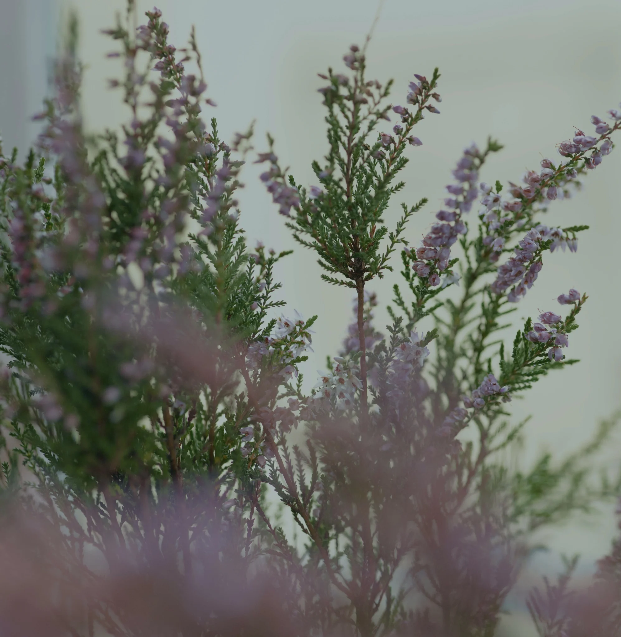 Les plus beaux bouquets de fleurs Sauvages livrés par votre artisan fleuriste