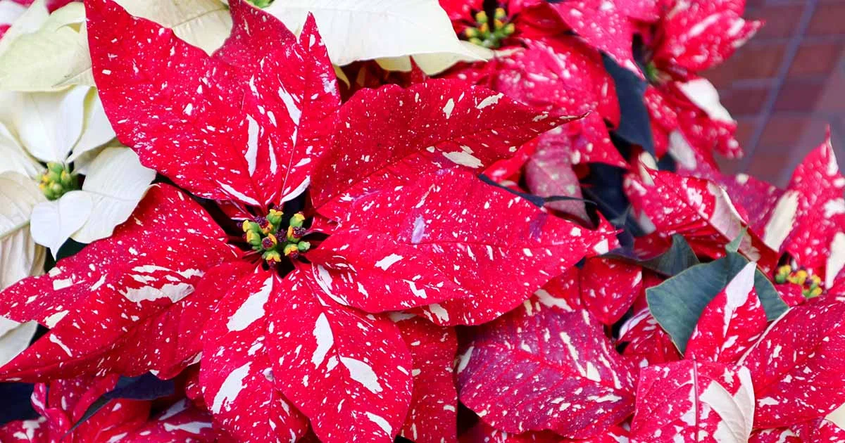 Poinsettia, par Au Coin du Bonheur, fleuriste à Mesnil-Roc'h