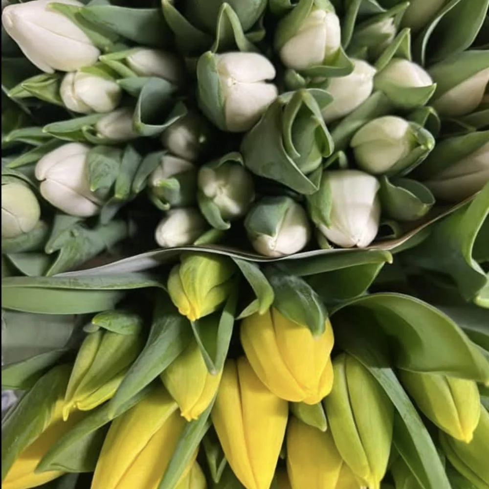 Bouquet de Tulipes, par Bloemen By Célia, fleuriste à Hazebrouck