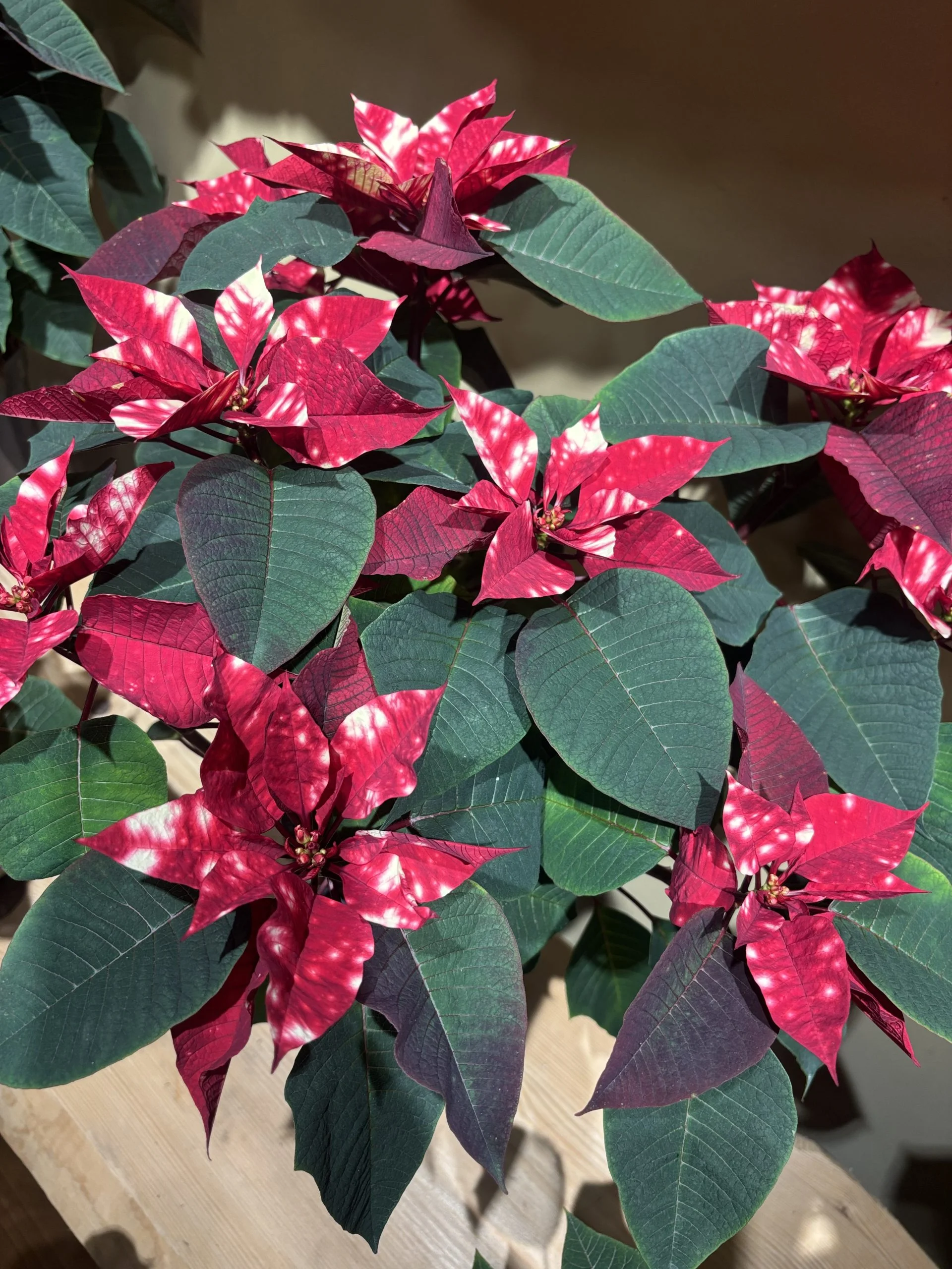 Poinsettia, par Botanika, fleuriste à Bastia