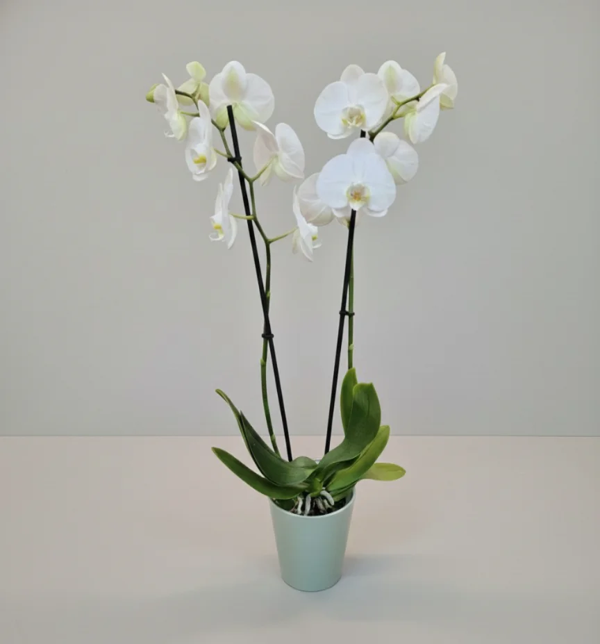 Orchidée avec cache pot, par La Nature en Fleurs, fleuriste à Toul