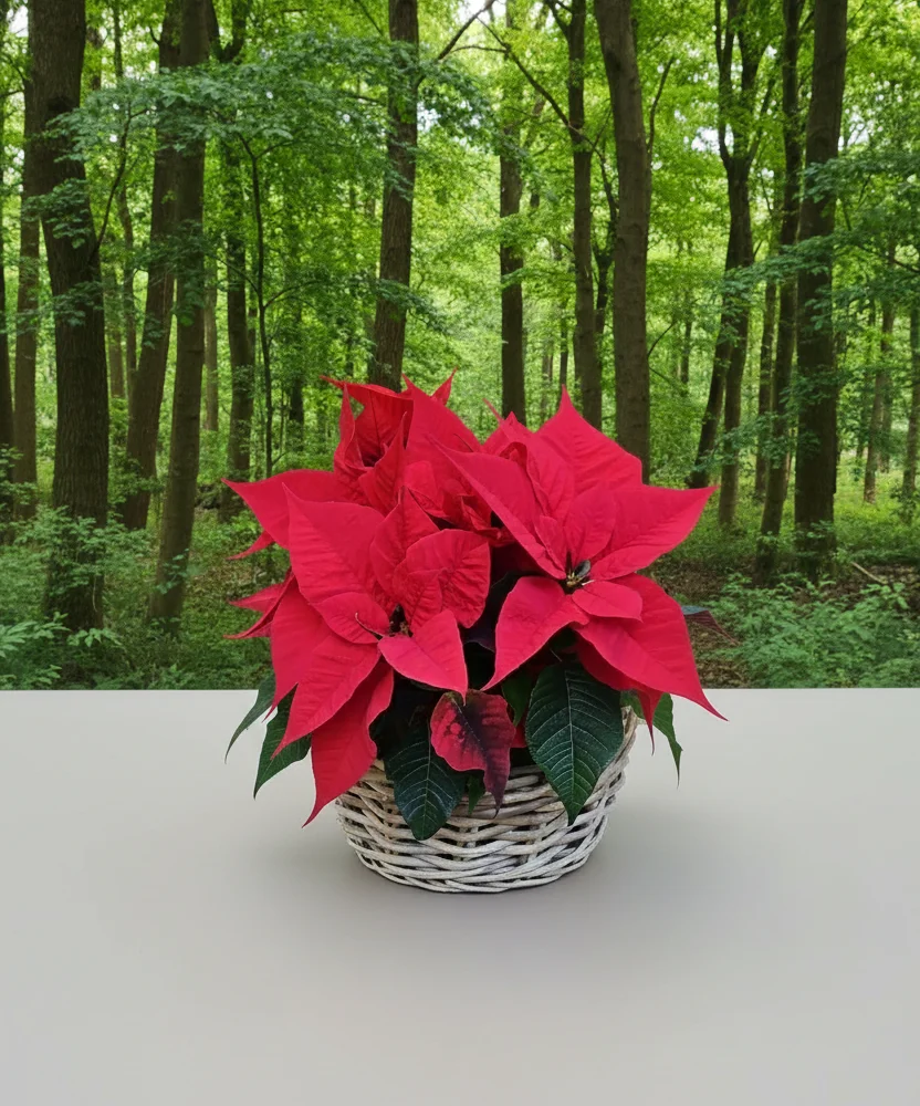 Panier poinsettia, par La Nature en Fleurs, fleuriste à Toul