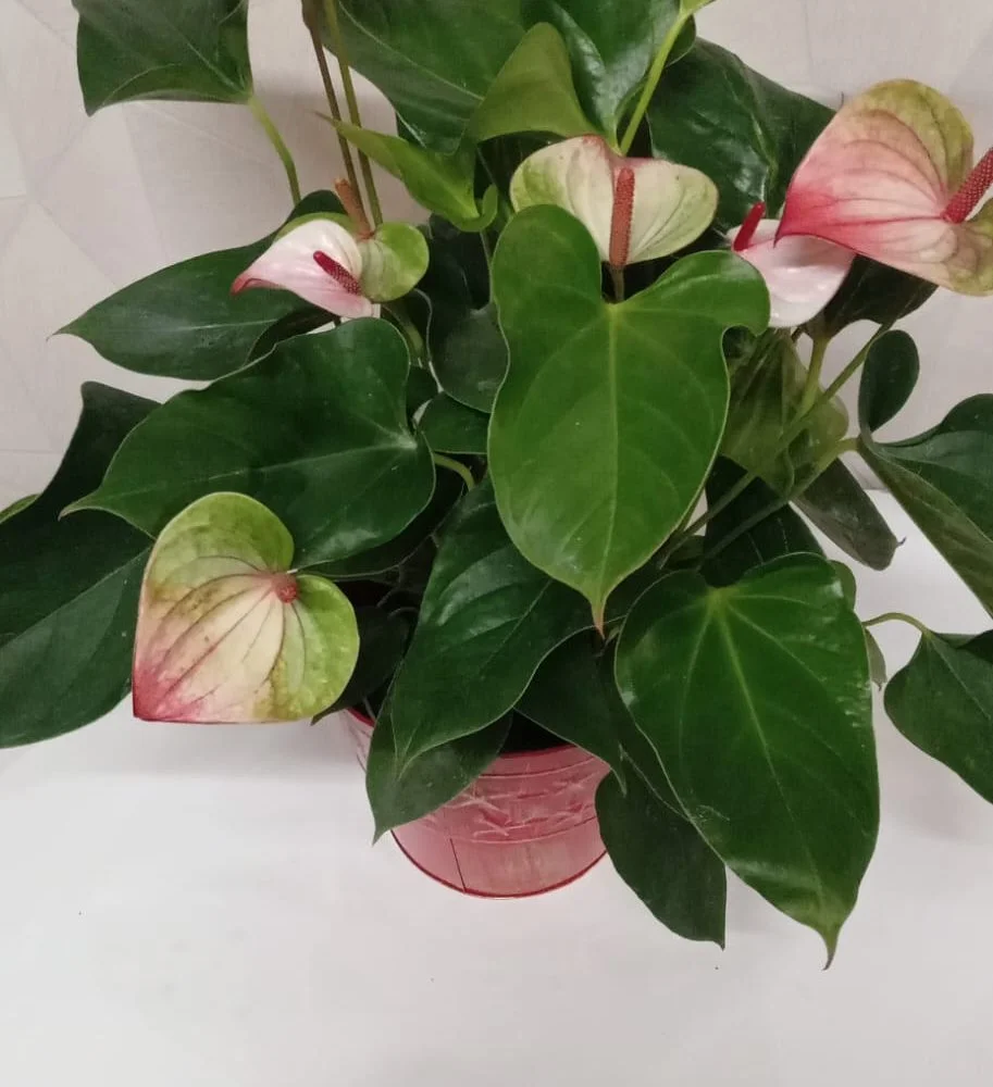 Anthurium, par Au Dipladenia, fleuriste à Lille
