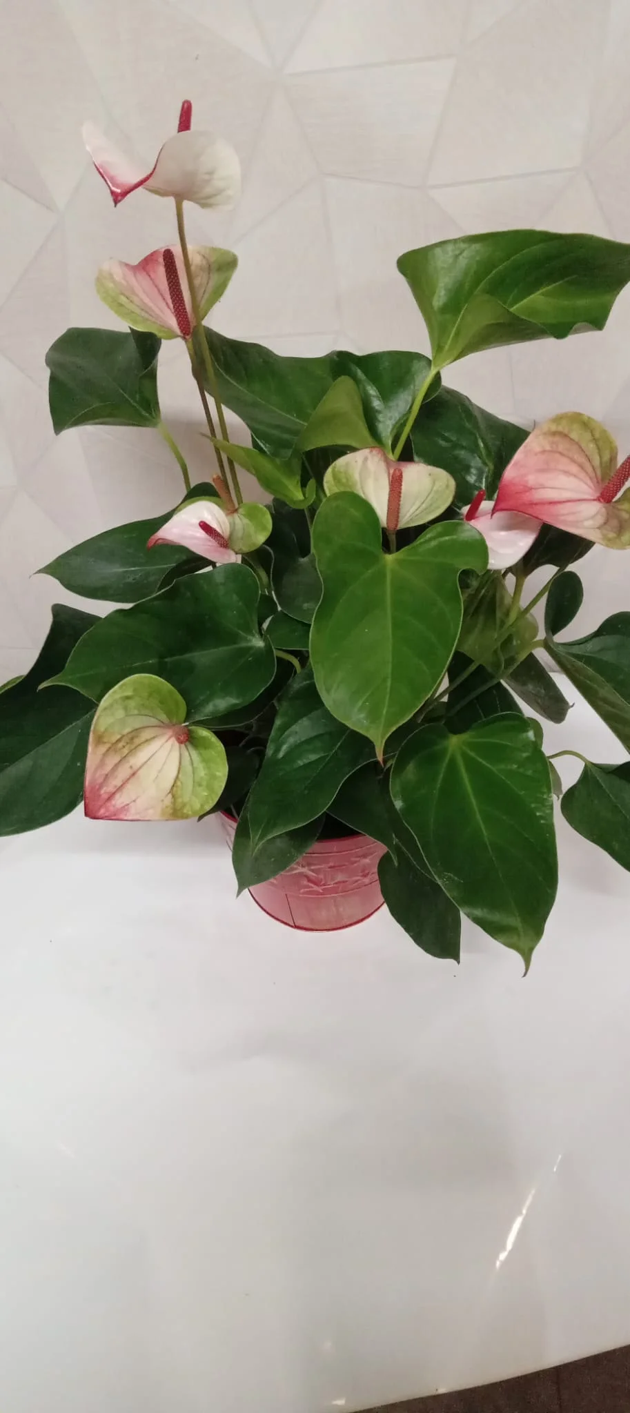 Anthurium, par Au Dipladenia, fleuriste à Lille