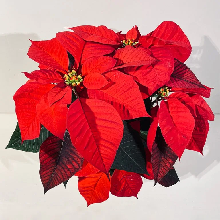 Fleur de Noël, par Sihana's Bloom&Wild, fleuriste à Schaerbeek