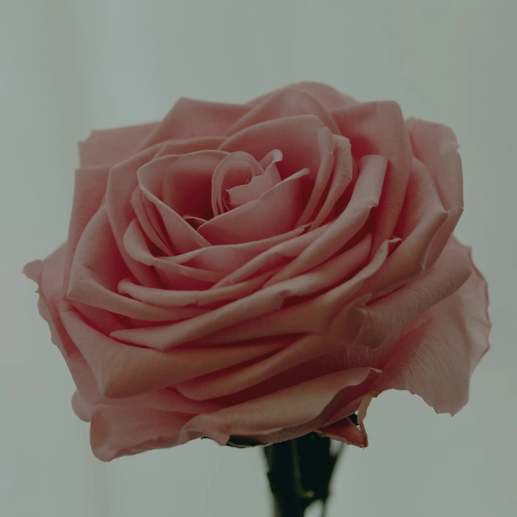 Les plus belles Roses éternelles livrées par votre artisan fleuriste