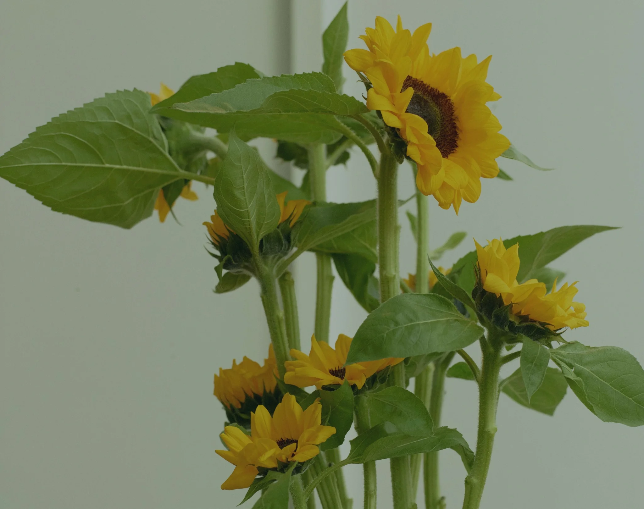 Les plus beaux bouquets de Tournesol livrés par votre artisan fleuriste