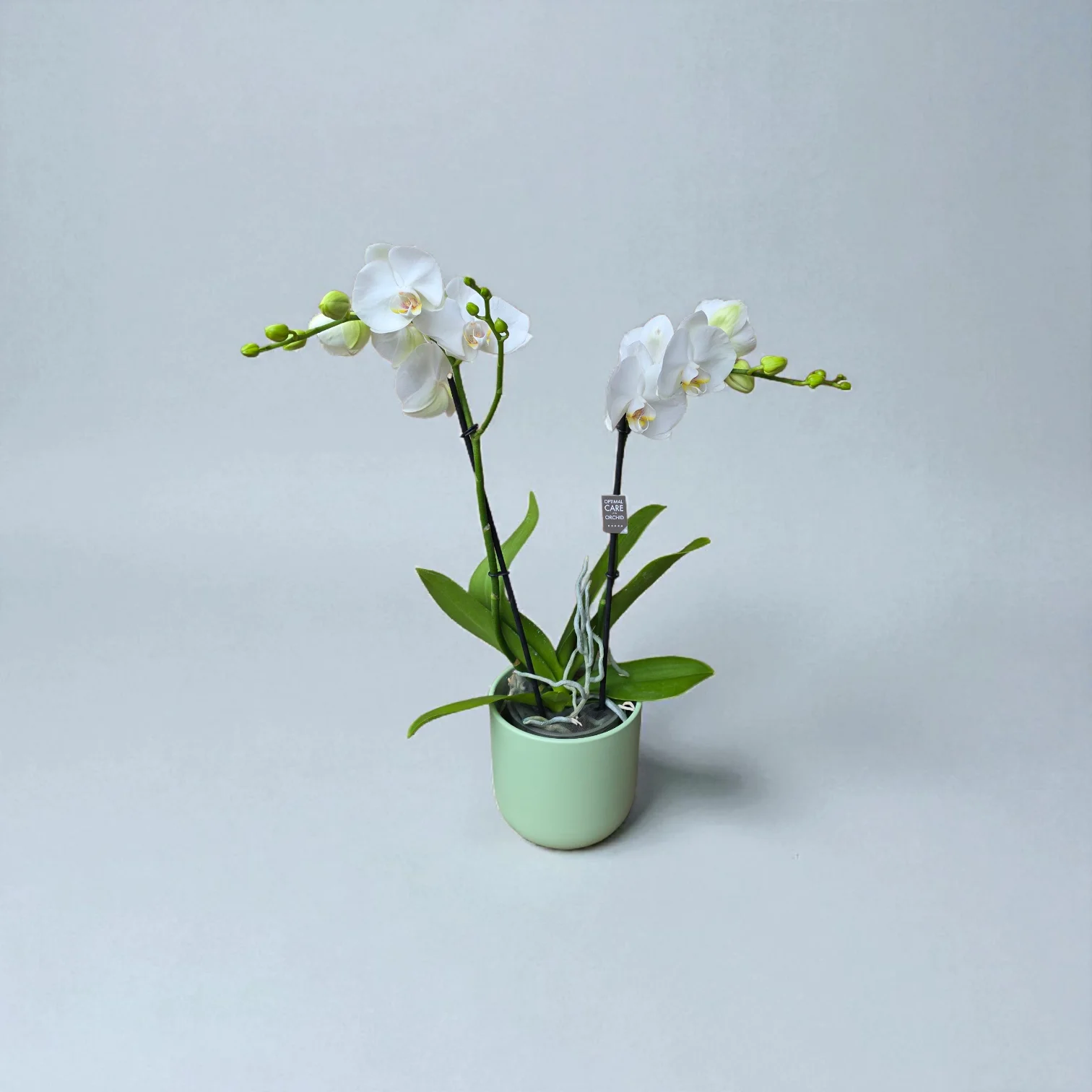 Orchidée, par Les fleurs de Mila, fleuriste à Londerzeel