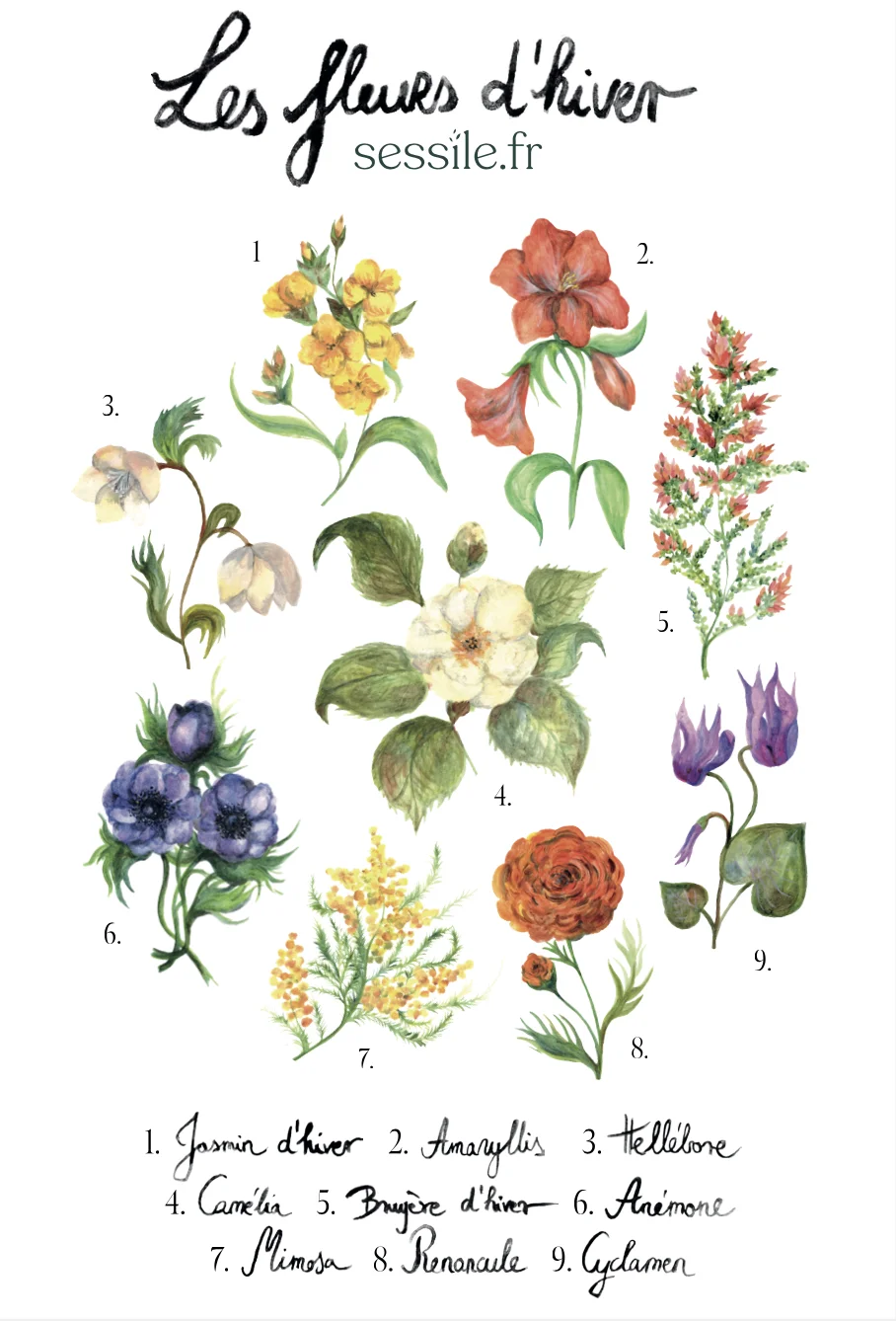 Fleurs de saison pour la Saint-Valentin : quelles variétés choisir ?