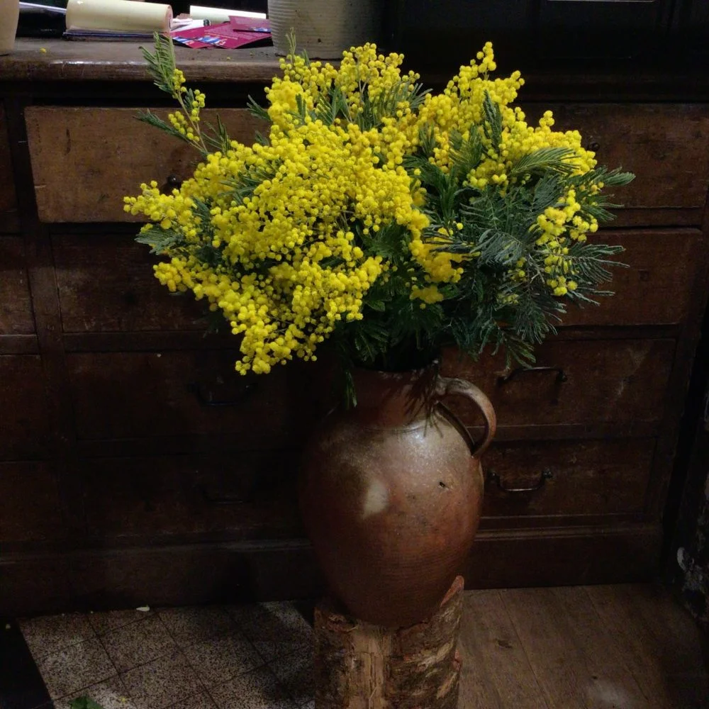 Mimosa, par Maison Stéphane Bellot, fleuriste à Paris