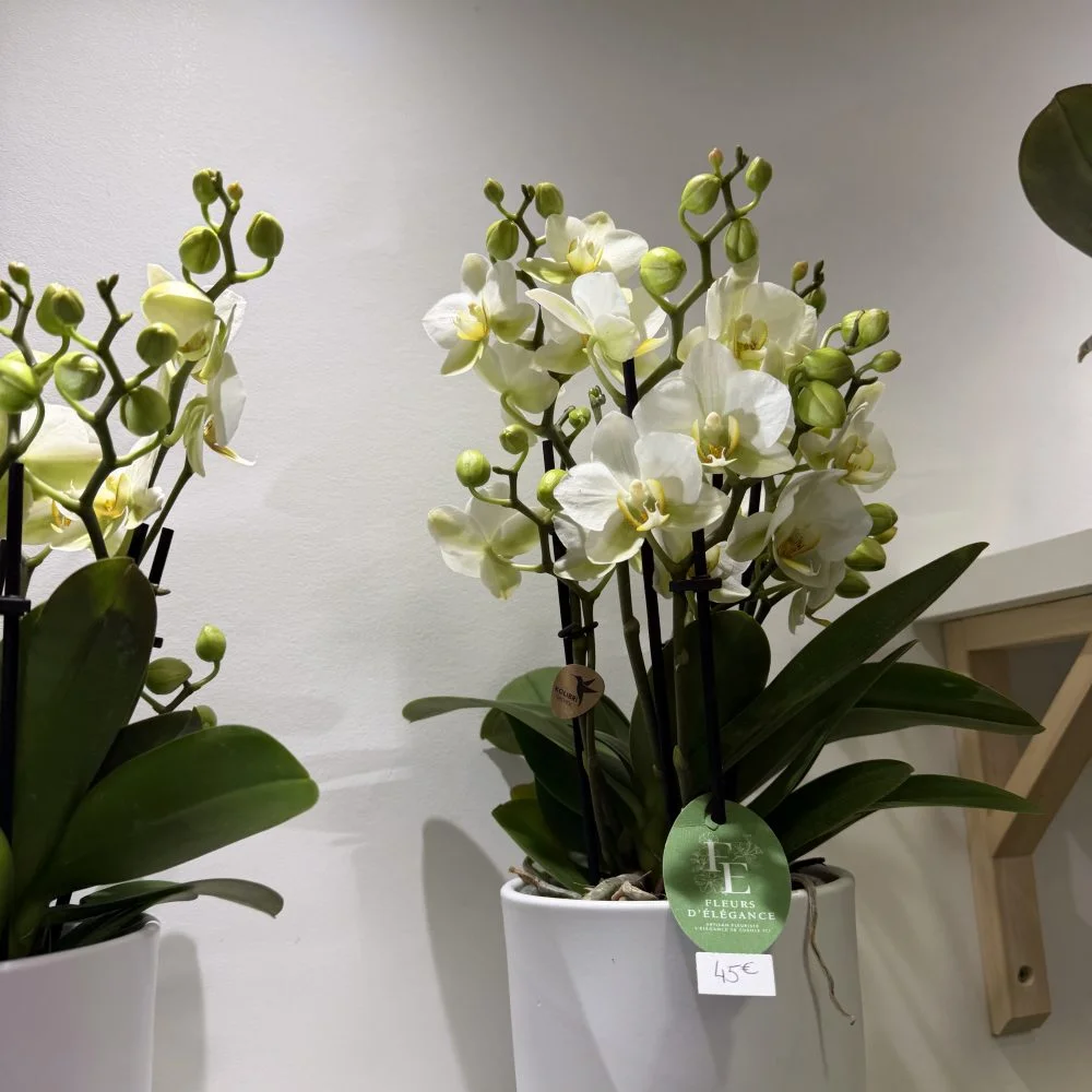 Orchidée, par Fleurs d’élégance, fleuriste à Caen