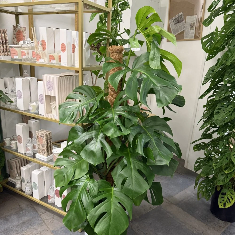 Monstera deliciosa, par Fleurs d’élégance, fleuriste à Caen