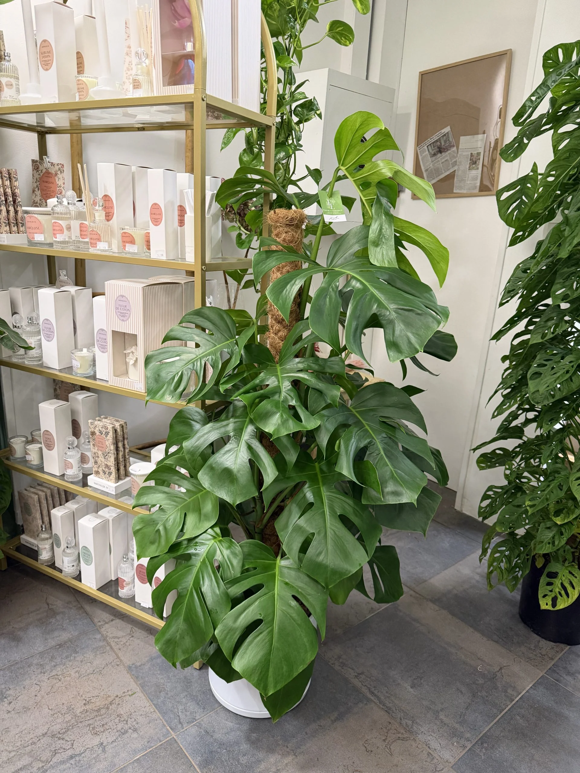 Monstera deliciosa, par Fleurs d’élégance, fleuriste à Caen