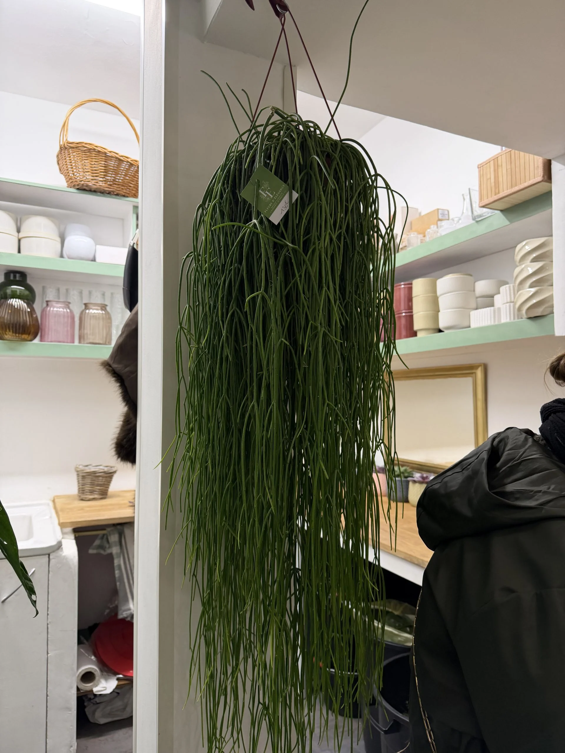 Ripsalis, par Fleurs d’élégance, fleuriste à Caen