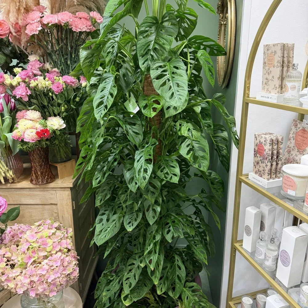 Monstera XXL, par Fleurs d’élégance, fleuriste à Caen