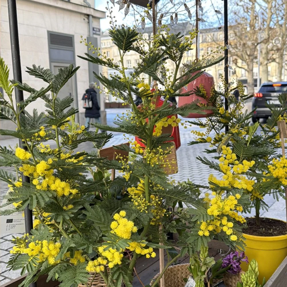Mimosas, par Fleurs d’élégance, fleuriste à Caen