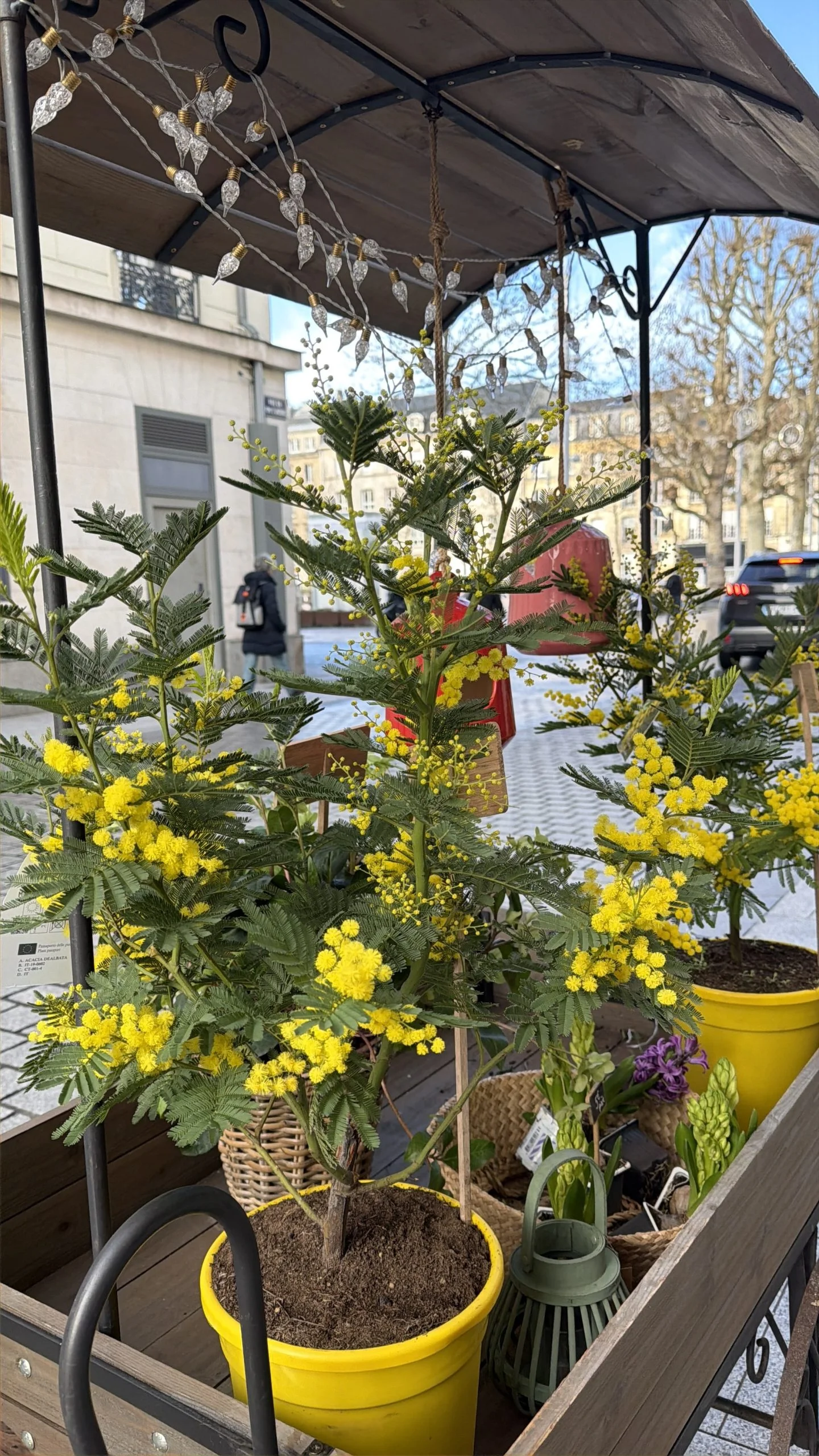 Mimosas, par Fleurs d’élégance, fleuriste à Caen
