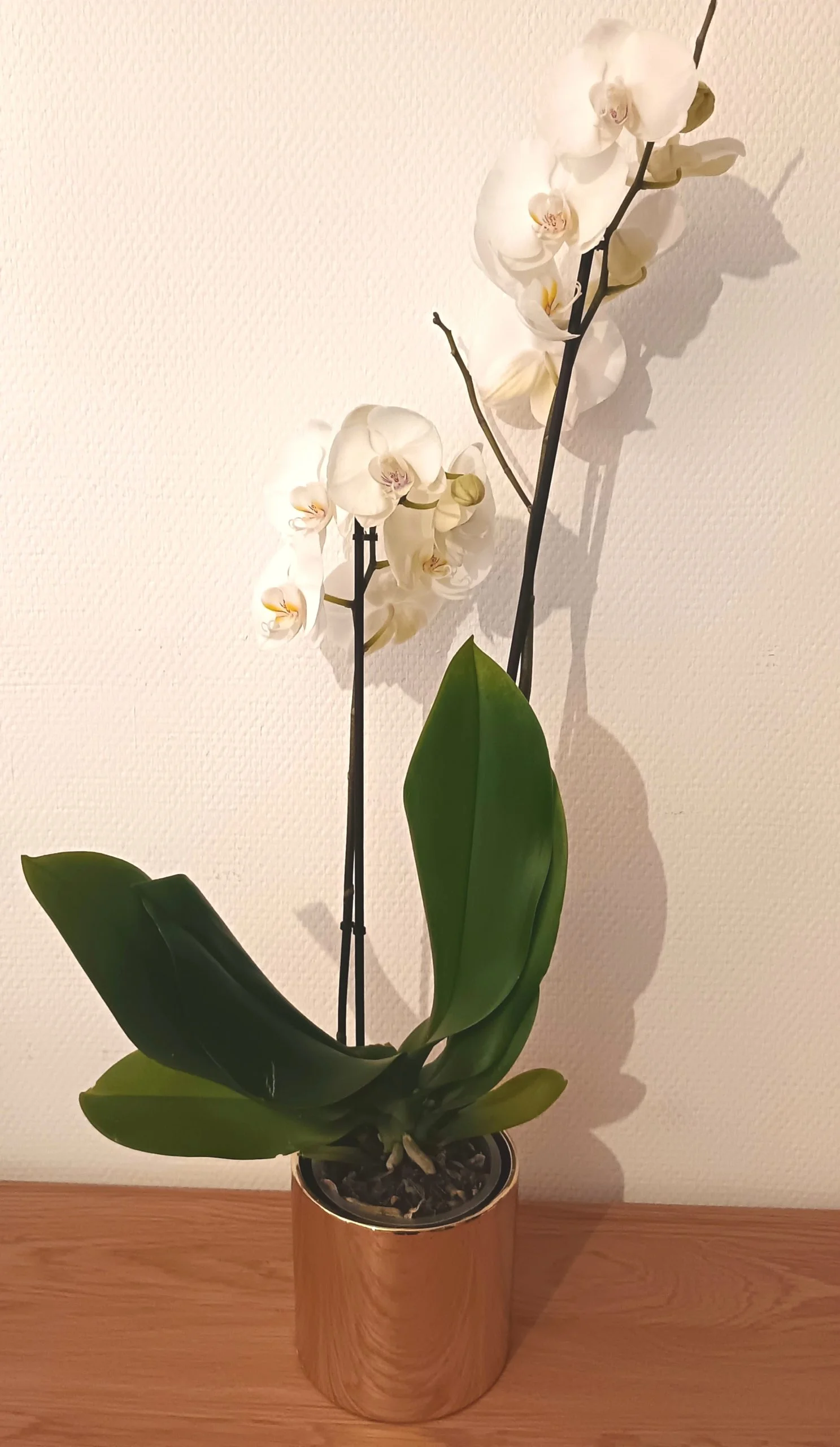 PROMOTION : ORCHIDEE BLANCHE, par Apothéose, fleuriste à Caen