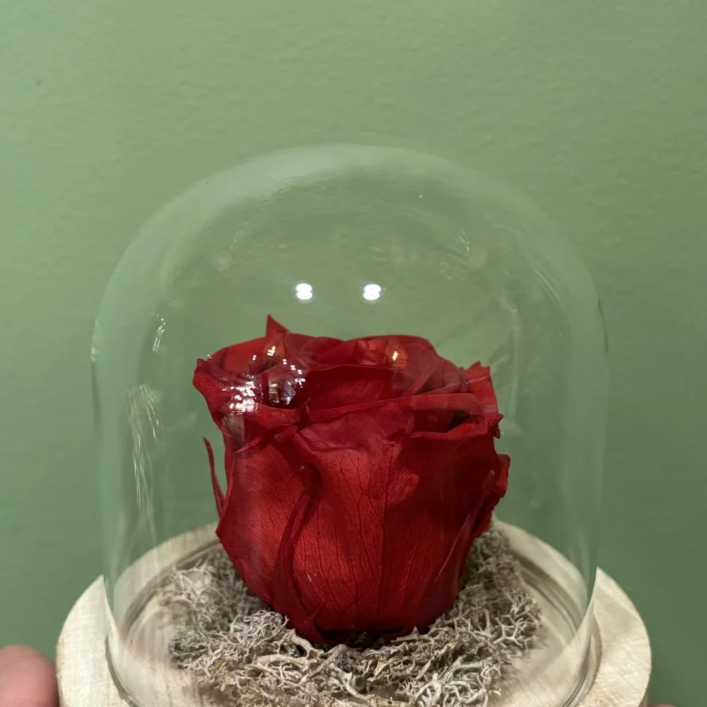 Rose éternelle sous cloche, par Botanika, fleuriste à Bastia