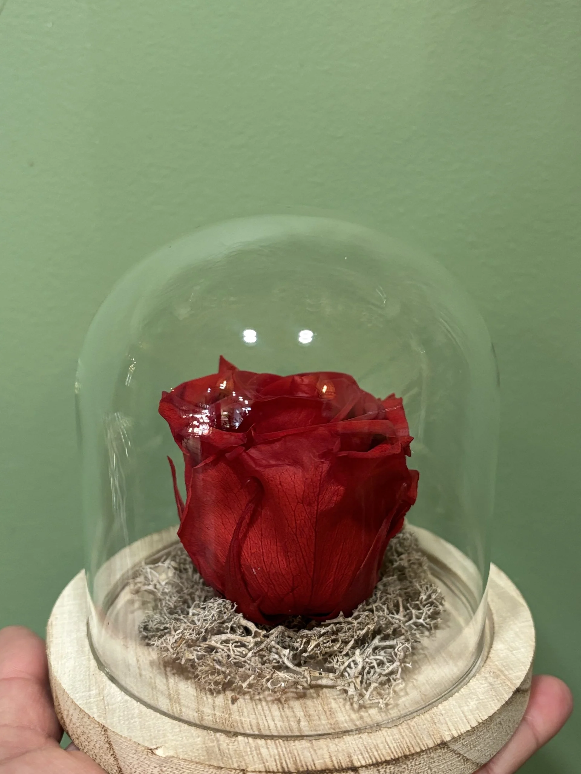 Rose éternelle sous cloche, par Botanika, fleuriste à Bastia