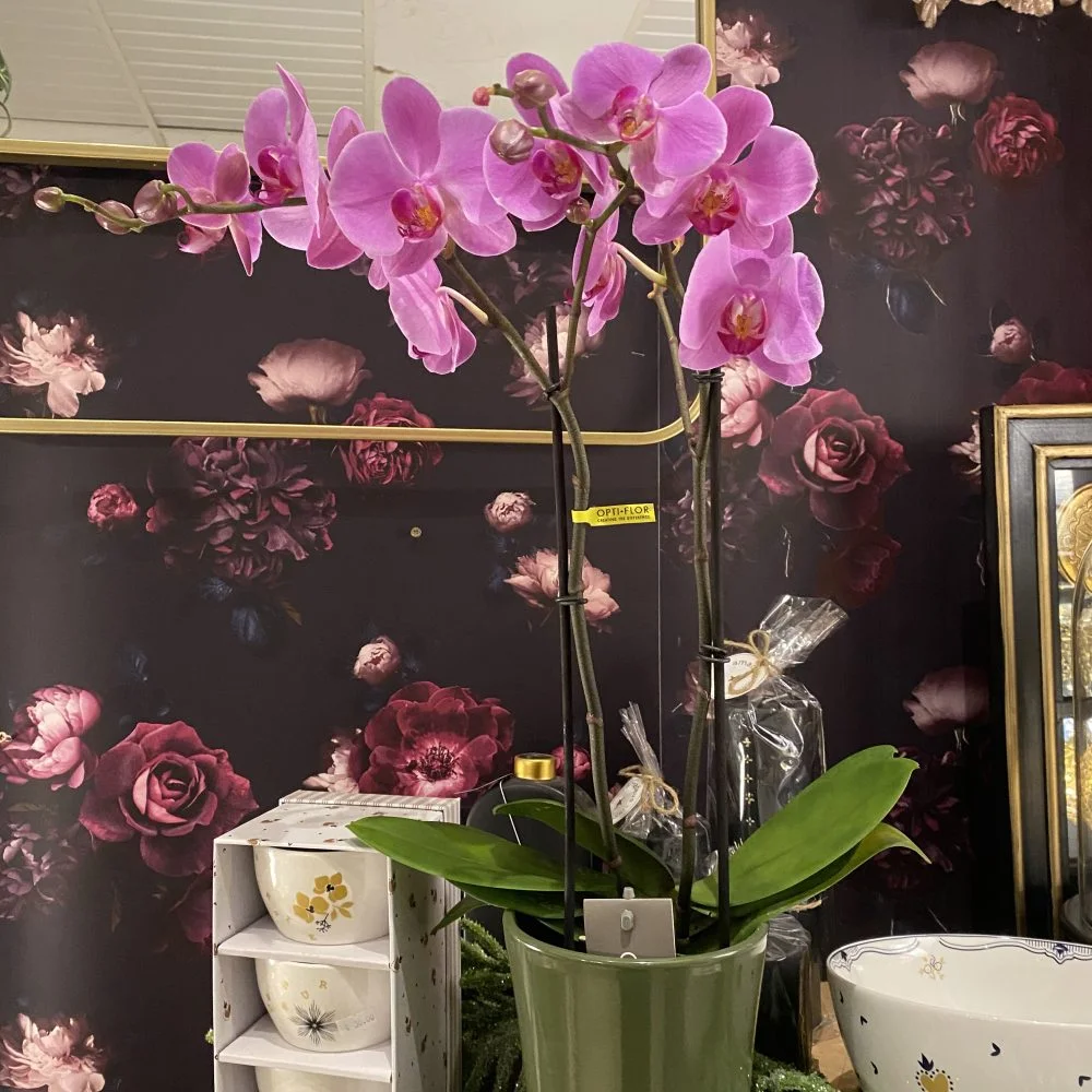 Orchidée et son cache pot, par Histoire de Fleurs Rougemont, fleuriste à Rougemont