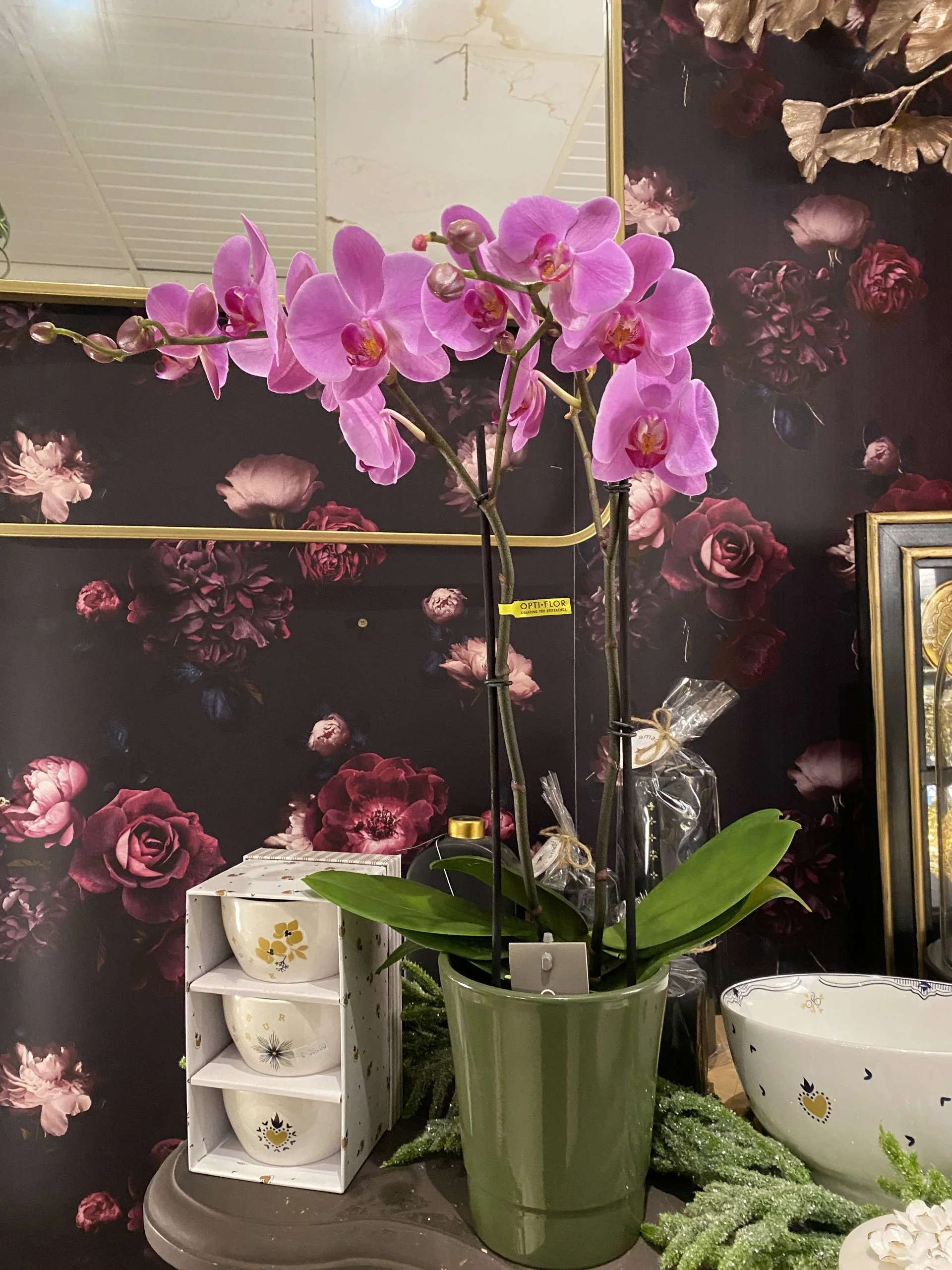 Orchidée et son cache pot, par Histoire de Fleurs Rougemont, fleuriste à Rougemont