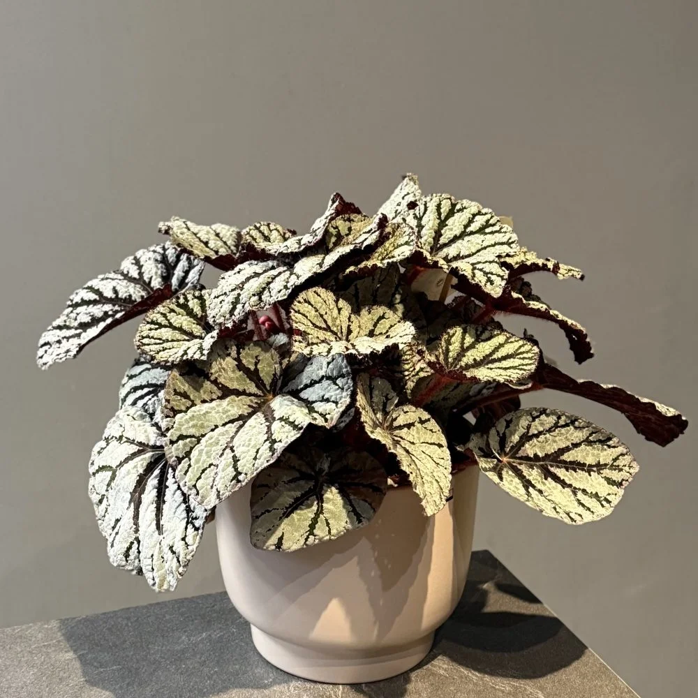 Bégonia rex, par Les fleurs de Célony, fleuriste à Aix-en-Provence