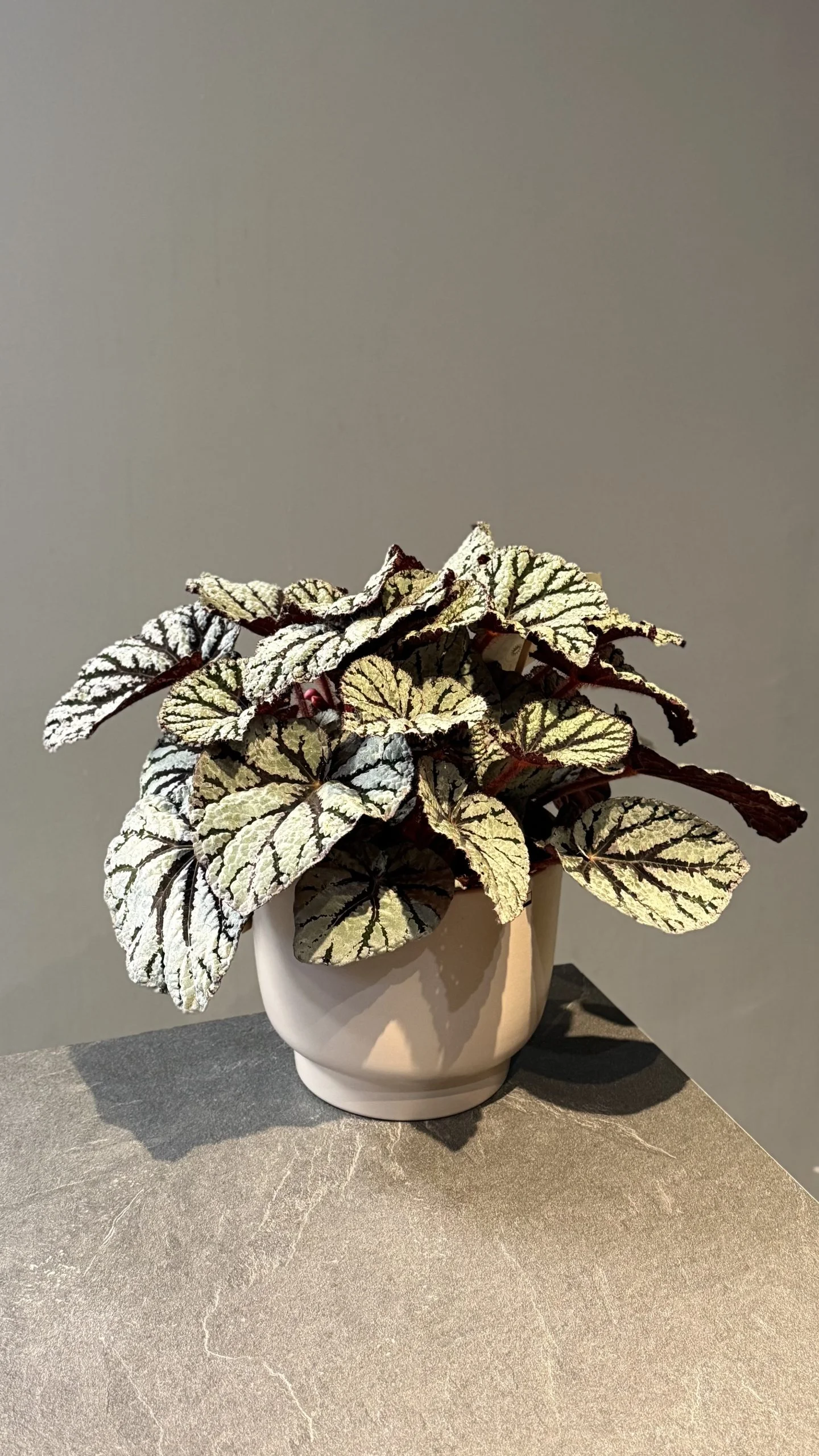 Bégonia rex, par Les fleurs de Célony, fleuriste à Aix-en-Provence