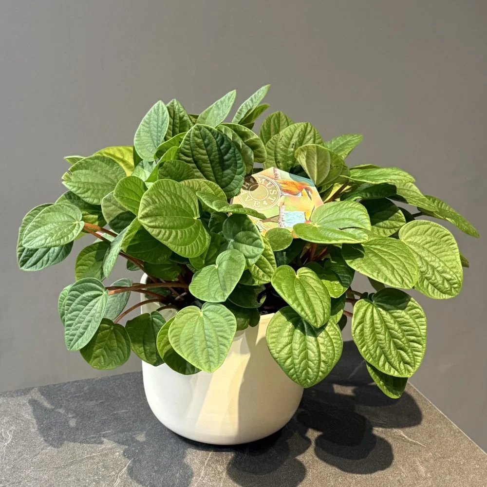 Peperomia caperata, par Les fleurs de Célony, fleuriste à Aix-en-Provence