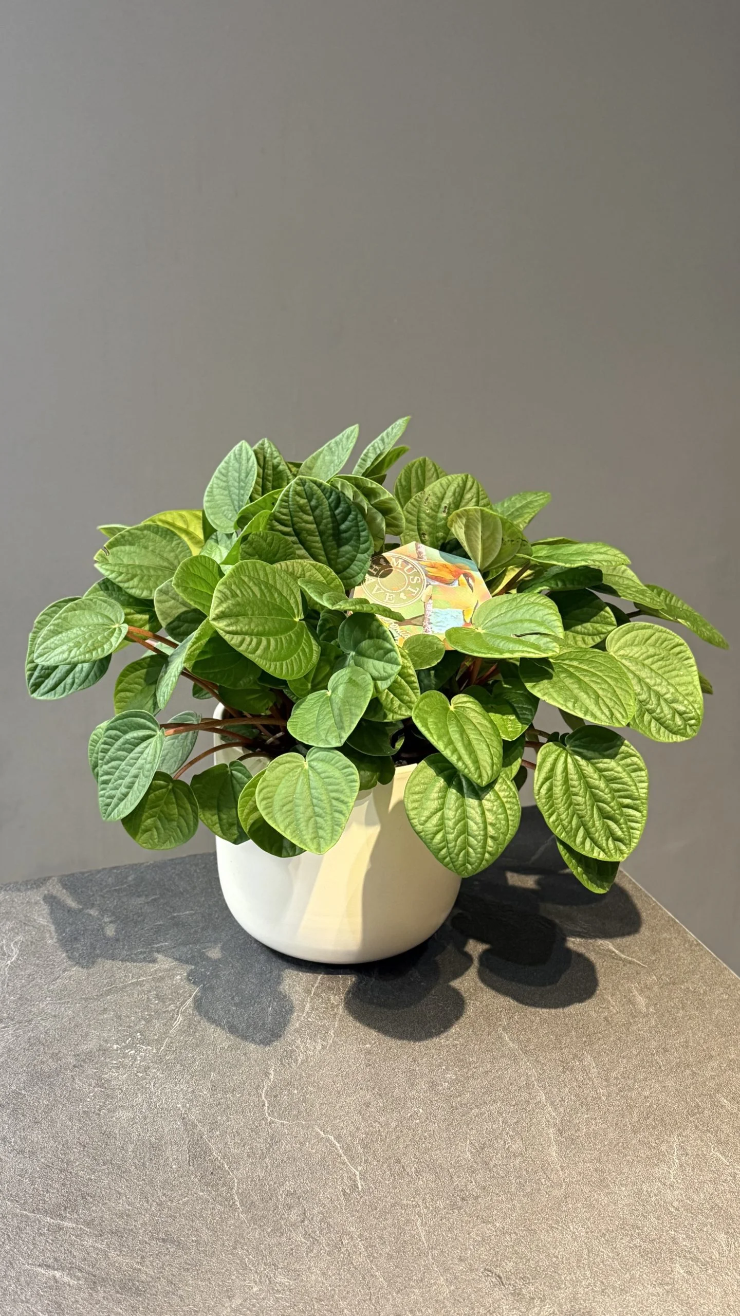 Peperomia caperata, par Les fleurs de Célony, fleuriste à Aix-en-Provence