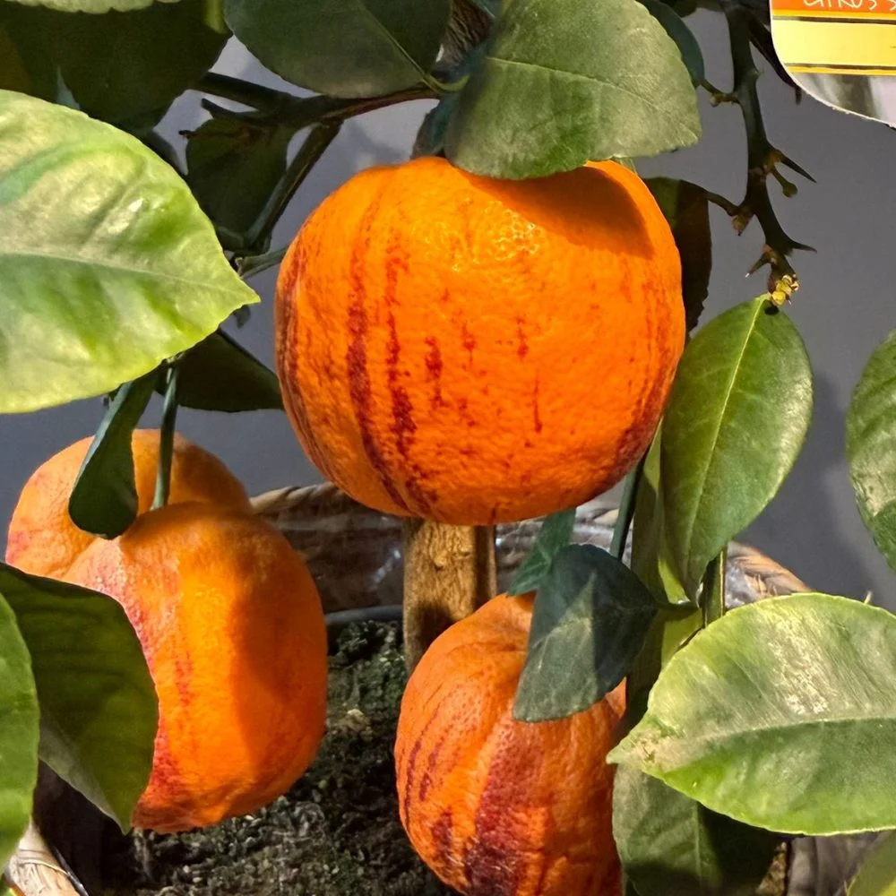 Oranger – Citrus sinensis (Arancio), par Les fleurs de Célony, fleuriste à Aix-en-Provence