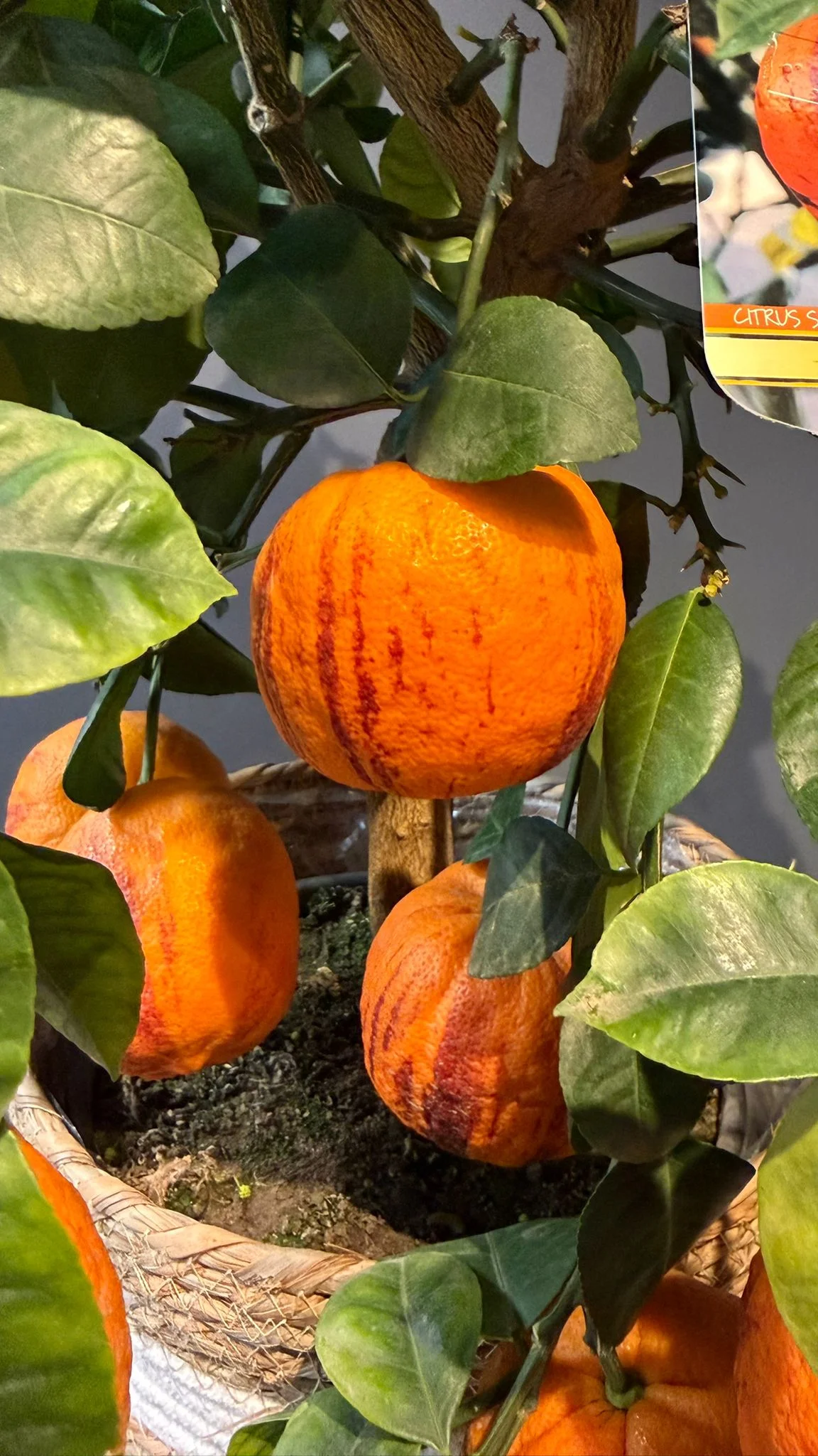Oranger – Citrus sinensis (Arancio), par Les fleurs de Célony, fleuriste à Aix-en-Provence