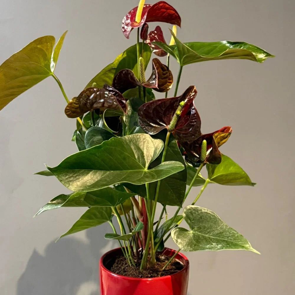 Anthurium – Anthurium andraeanum foncé, par Les fleurs de Célony, fleuriste à Aix-en-Provence