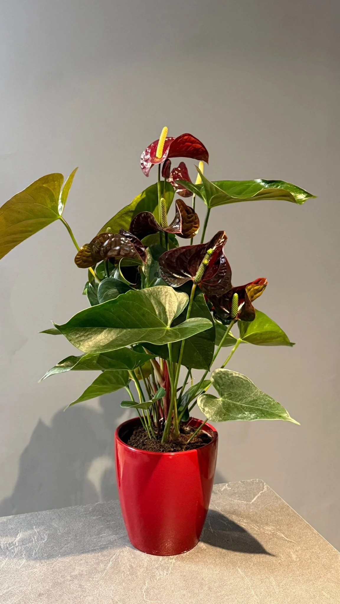 Anthurium – Anthurium andraeanum foncé, par Les fleurs de Célony, fleuriste à Aix-en-Provence