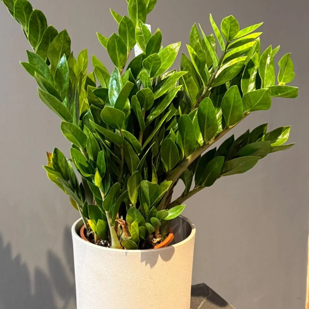 Zamioculcas – Zamioculcas zamiifolia, par Les fleurs de Célony, fleuriste à Aix-en-Provence