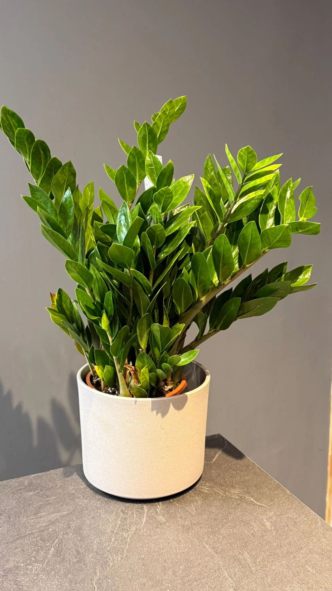 Zamioculcas – Zamioculcas zamiifolia, par Les fleurs de Célony, fleuriste à Aix-en-Provence