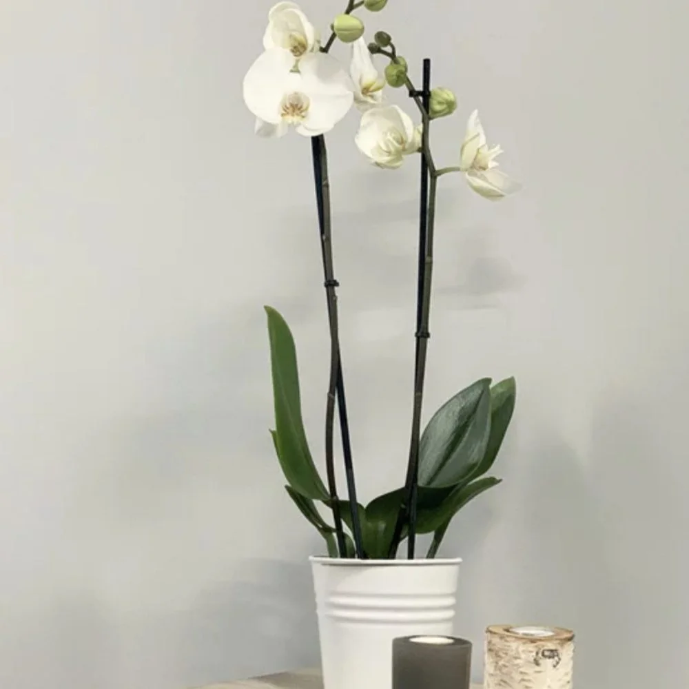 Orchidée, par Végétalys, fleuriste à Maromme