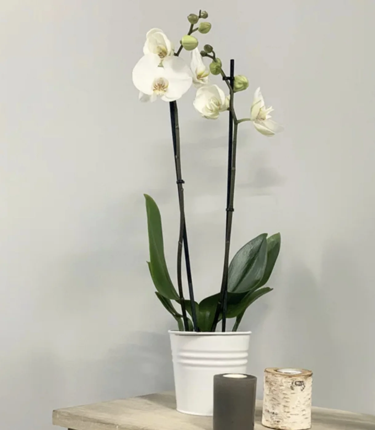 Orchidée, par Végétalys, fleuriste à Maromme