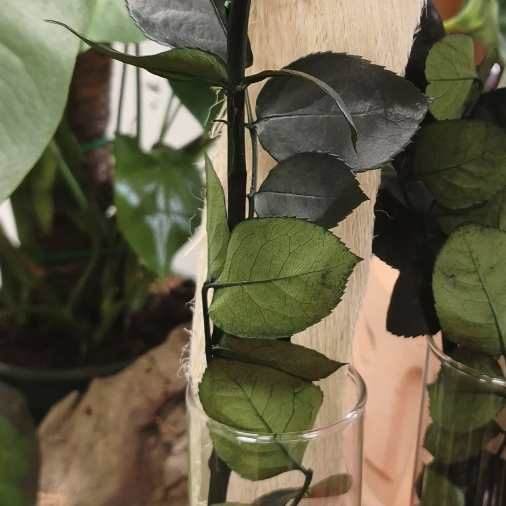 Rose eternelle, par A Little Flower, fleuriste à Saint-Sulpice-sur-Lèze