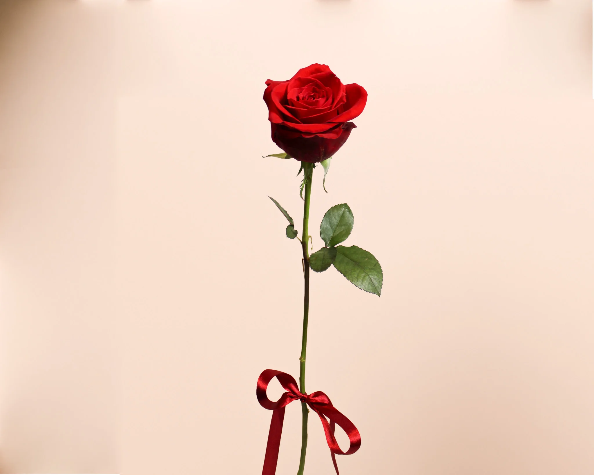 Rose éternelle, par Les Fleurs de Lutece, fleuriste à Paris