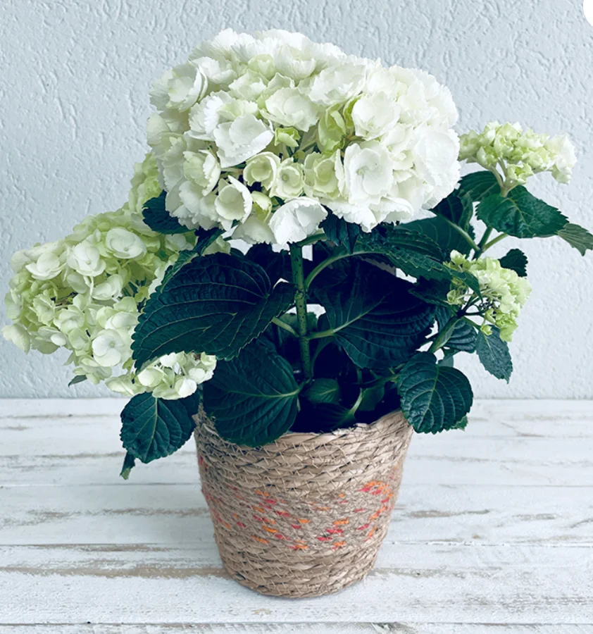 hortensia, par Le Jardin d'Ivy - Création Botanique, fleuriste à Marseille