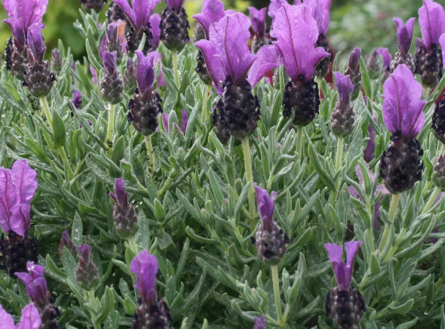 lavande, par Le Jardin d'Ivy - Création Botanique, fleuriste à Marseille
