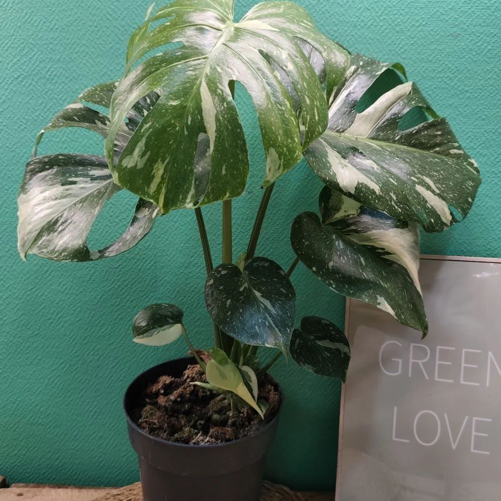 Monstera Deliciosa Thaï Constellation, par Végétalys, fleuriste à Maromme