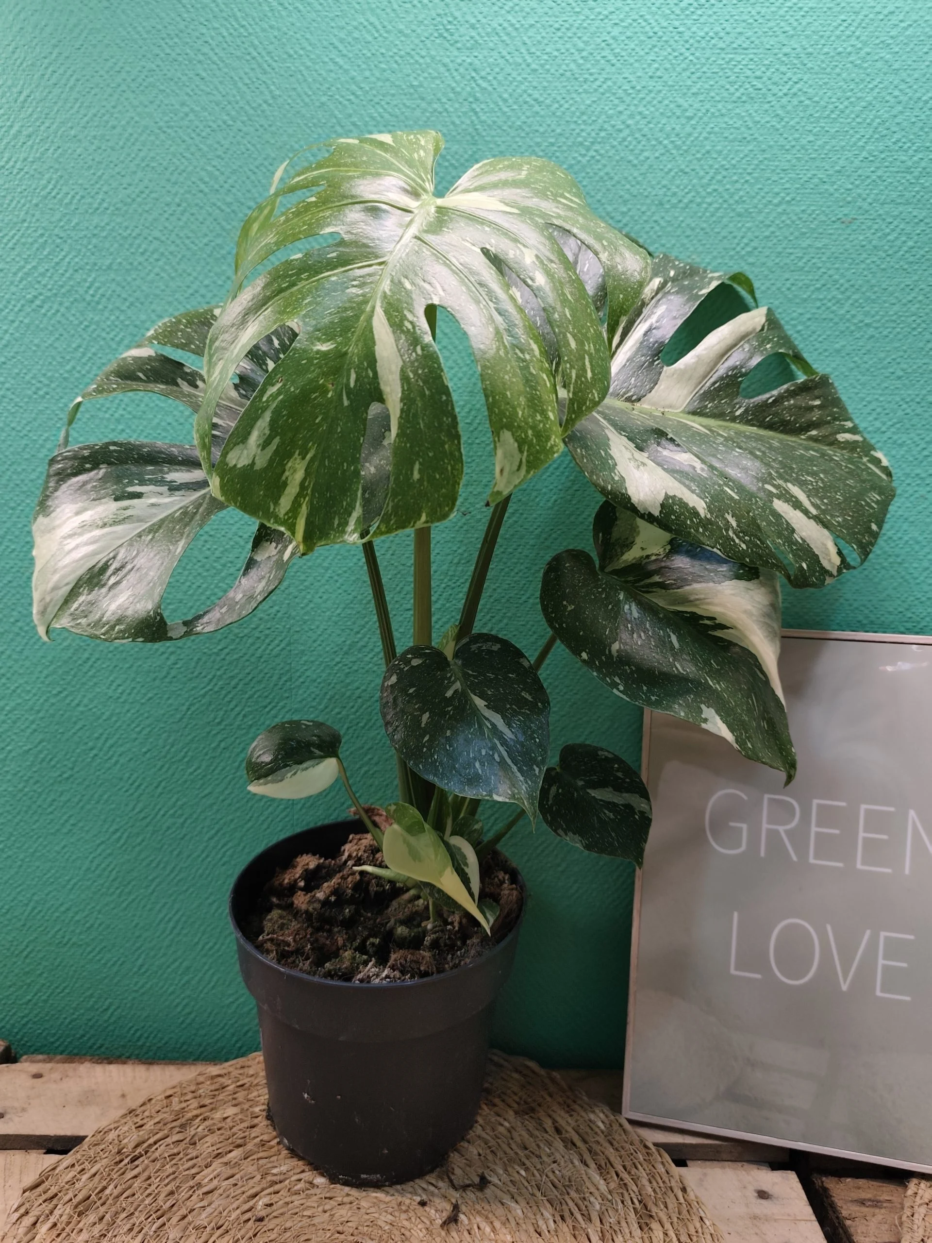Monstera Deliciosa Thaï Constellation, par Végétalys, fleuriste à Maromme