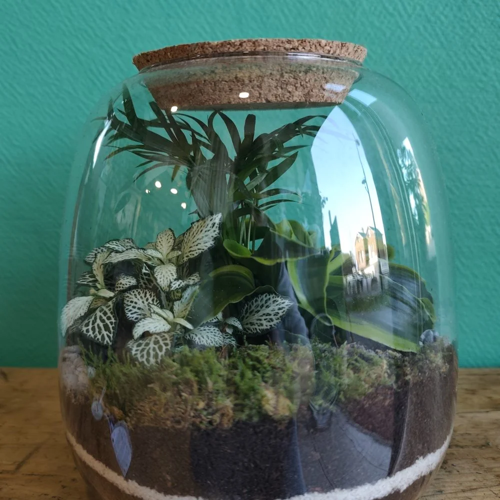 Terrarium Molly M Stone - Fittonia, Dracaena Tornado, Chamaedorea Elegans, par Végétalys, fleuriste à Maromme