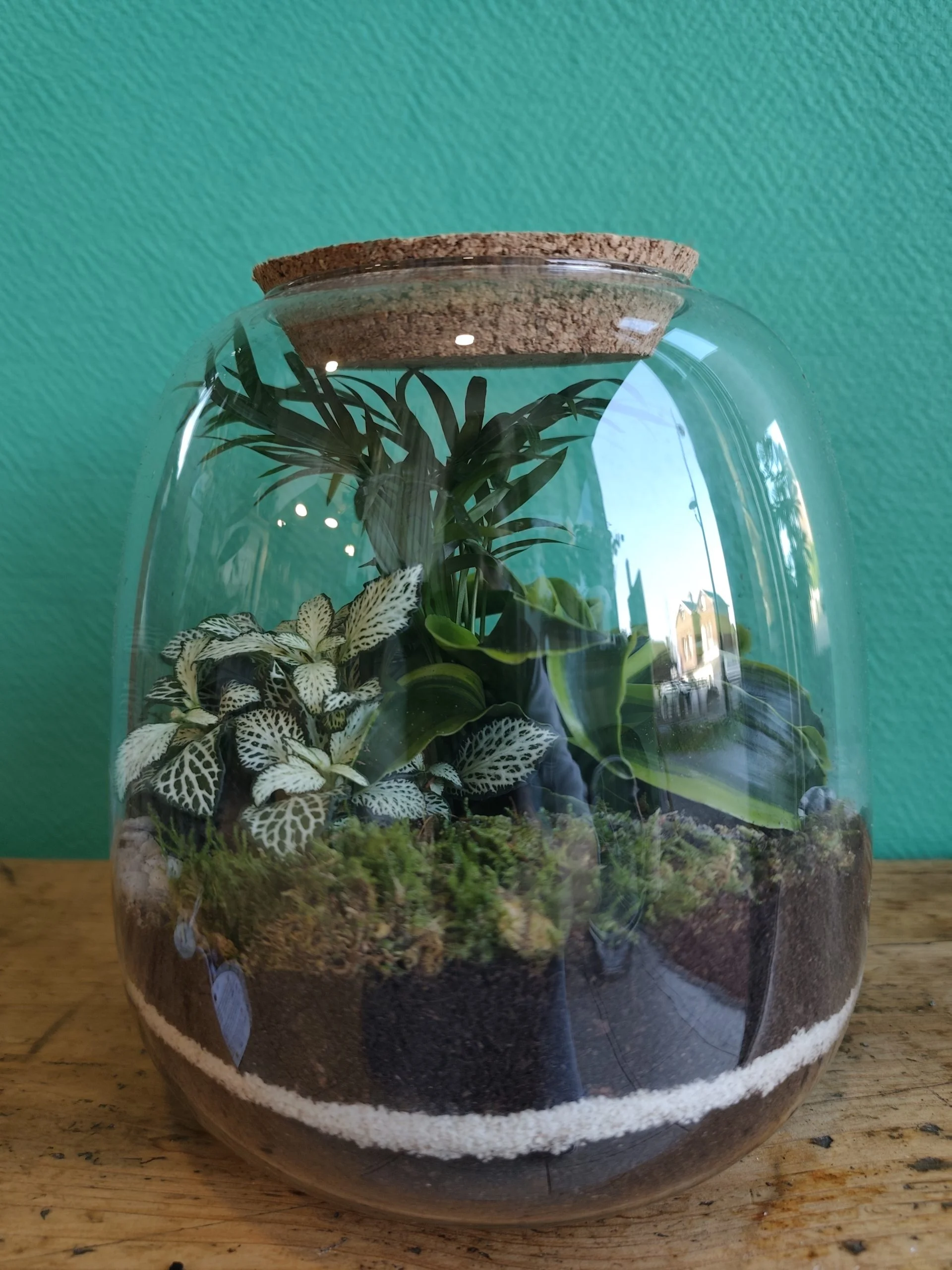 Terrarium Molly M Stone – Fittonia, Dracaena Tornado, Chamaedorea Elegans, par Végétalys, fleuriste à Maromme