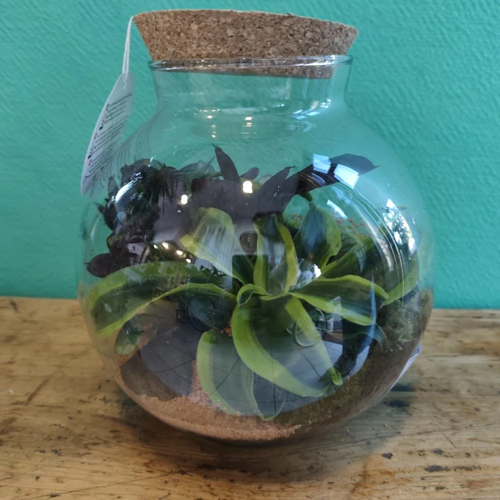 Terrarium Havana S Calatha  Dracaena Tornado  Roche Volcanique et sable  | Livraison  Maromme | Vgtalys