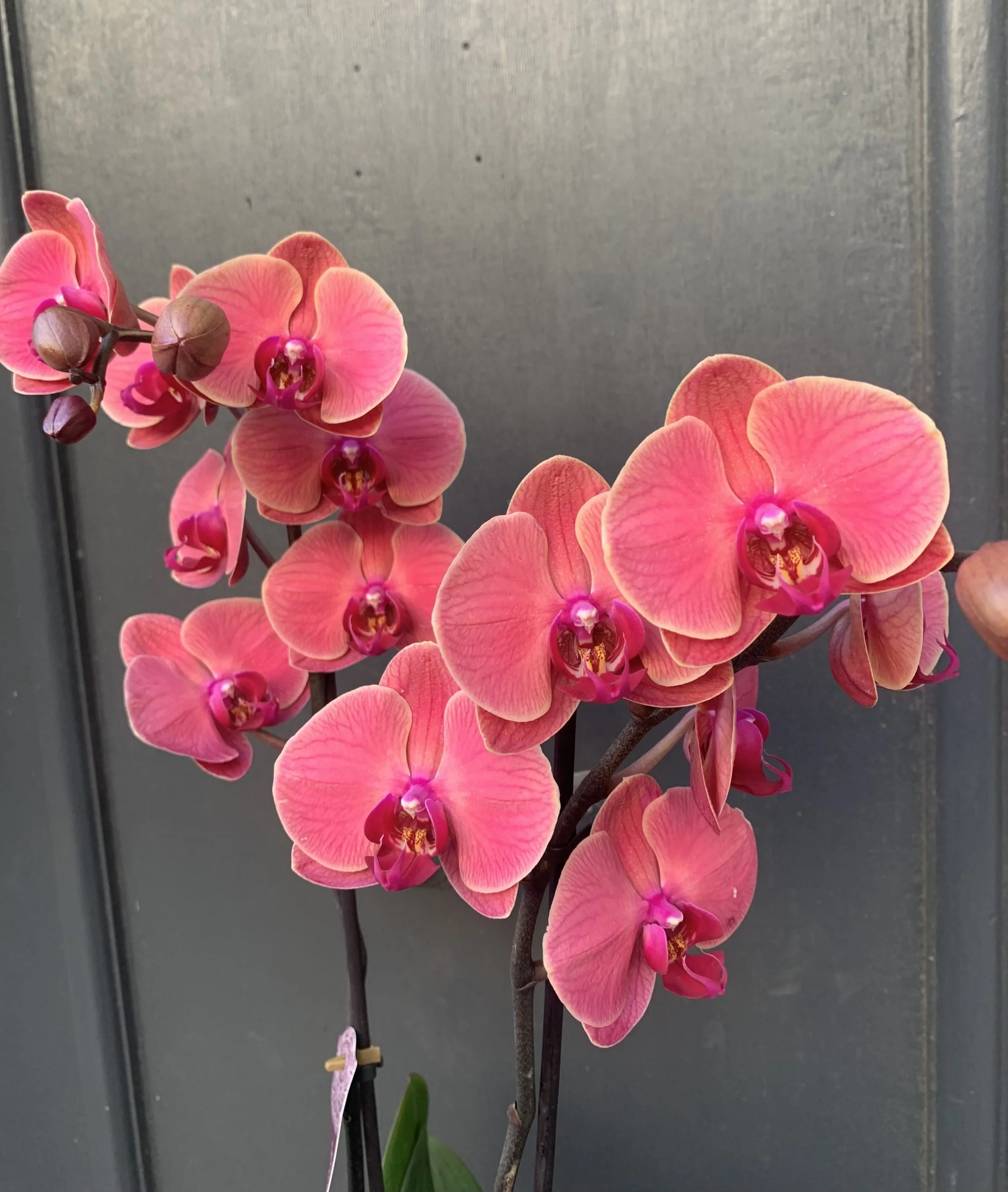 Orchidée avec son cache pot, par La Rose d'Or, fleuriste à Ollioules