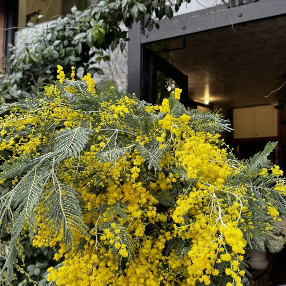 Bouquet de Mimosa – Lumière et Douceur, par Les Fleurs de Lutece, fleuriste à Paris
